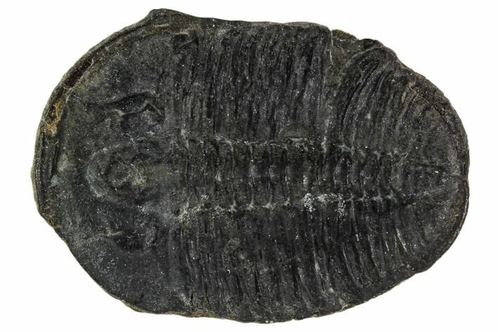 Elrathia Trilobite Fossil - Utah #108631